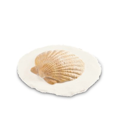 Shell Token Biodegradable