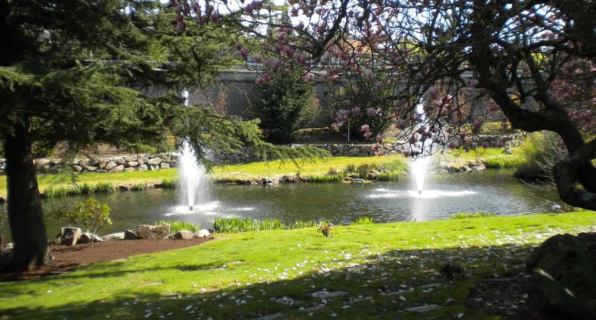 The lake at Washington Memorial Park under a flowering magnolia, with twin fountains playing on the water and lawn beyond